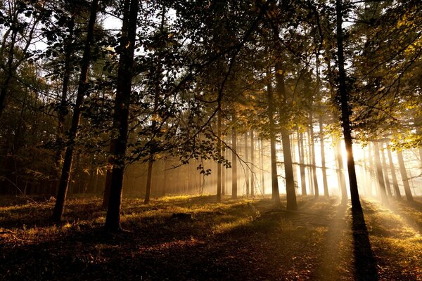 Natur des Waldes. Märchenhafter Sonnenuntergang im Wald