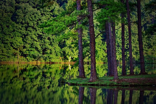 Paisagem natural de árvores na floresta