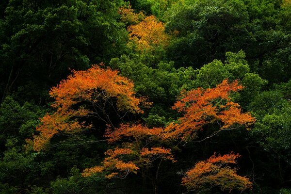 Foresta autunnale piena di alberi