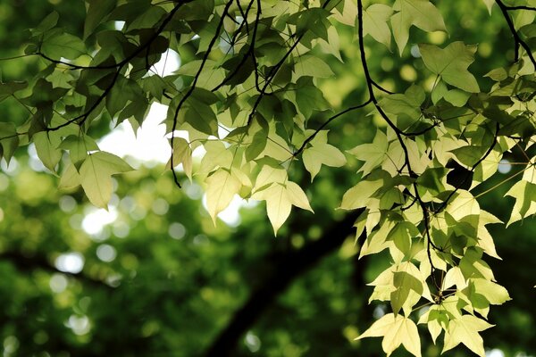 Feuilles de printemps délicates de l arbre