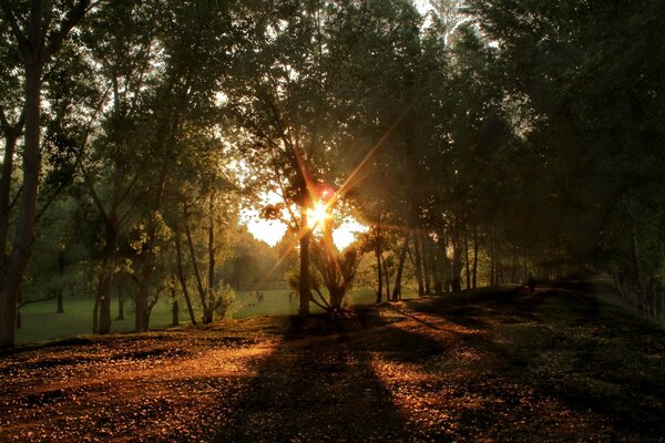 एक सुंदर हरे जंगल में सूर्यास्त