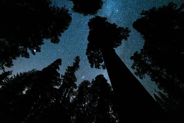 صورة ظلية من الأشجار على السماء المرصعة بالنجوم