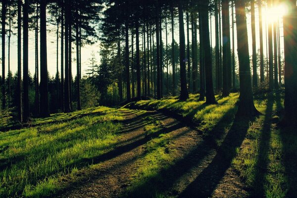 Bellissimo paesaggio con una bella foresta