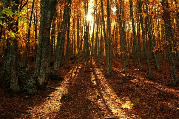 Noche de otoño con puesta de sol