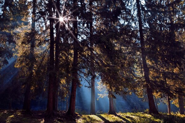 Sonnenstrahlen im dichten Wald