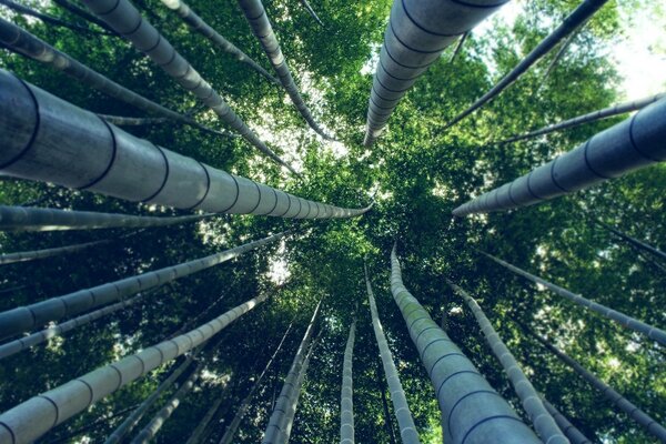 Potenti corone di alberi in acciaio