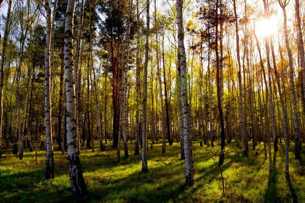 There are many birches in a beautiful summer forest