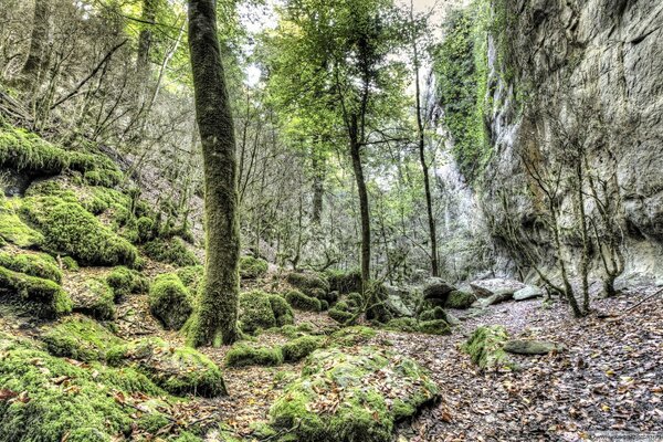 Landscape of a mountain, quiet forest