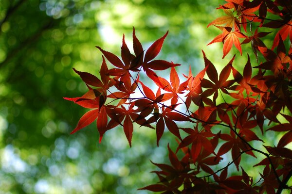 A beautiful leaf on a tree on which the sun shines