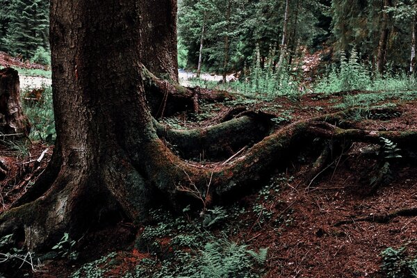 Mysterious forest through the eyes of a mushroom picker