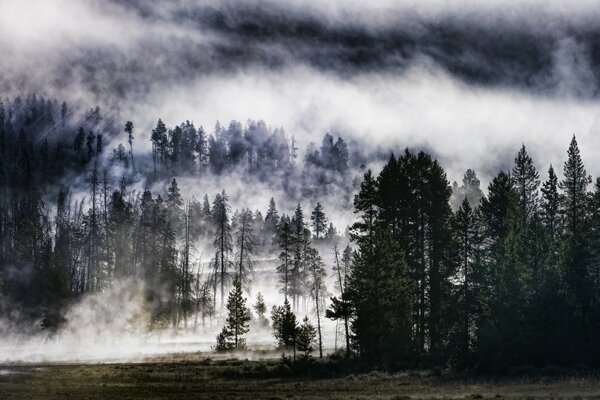 Pine forest and field in the fog