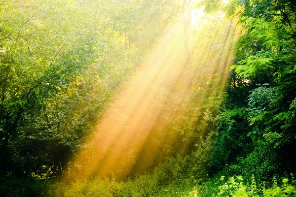 The rays of the sun through the green foliage