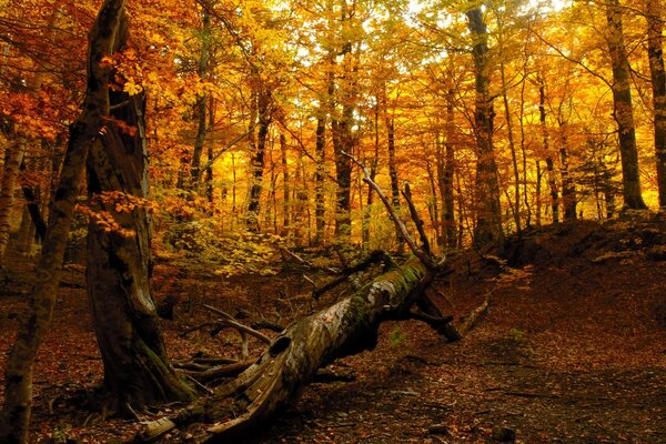 Autumn forest. Yellow leaves on trees in autumn