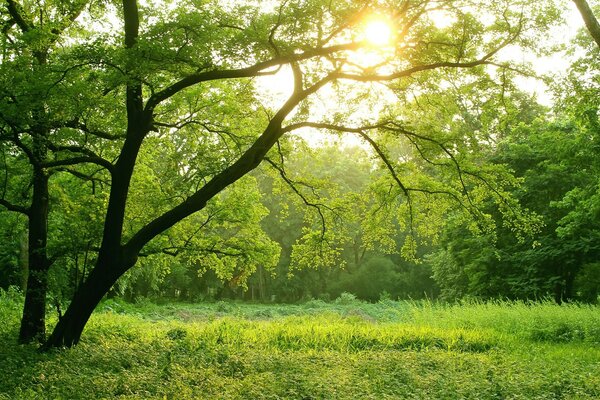 Bella natura con un bellissimo paesaggio