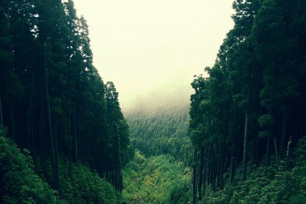 View of trees in the fog from a height