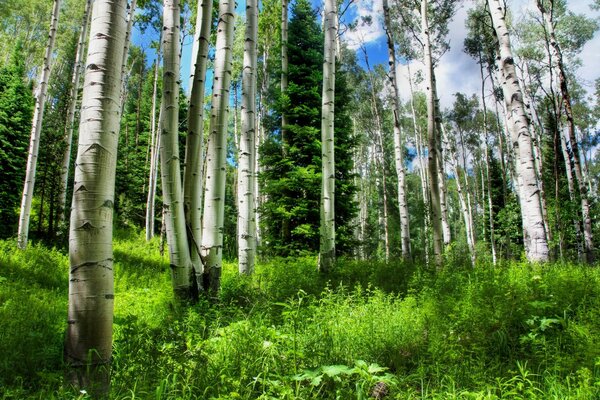 Birch grove and several fir trees