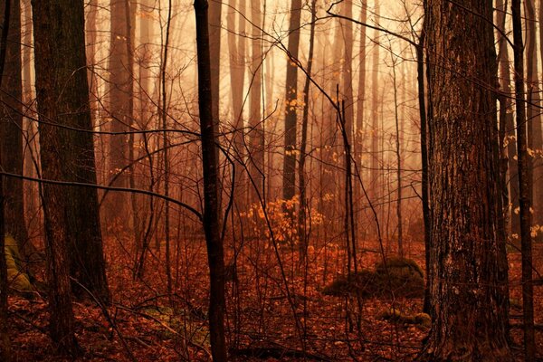 Herbstlicher Wald mit dichtem Unterholz. Nebel im Morgengrauen