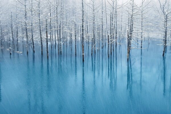 A forest flooded by a winter lake