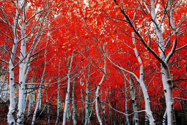 Giorno d autunno con belle betulle