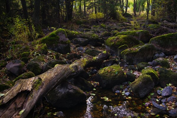 Forest backwater covered with moss