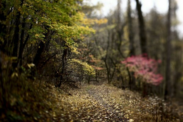 Foto sfocata. Parco autunnale