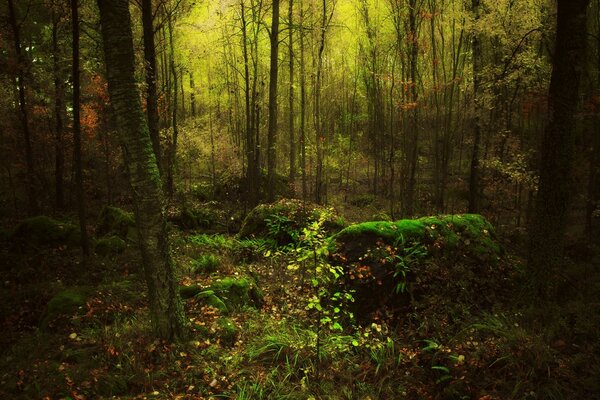 Schöne Landschaft im Wald mit moosbedeckten Wäldern