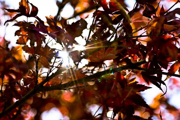 Foto von Herbstblättern an Bäumen