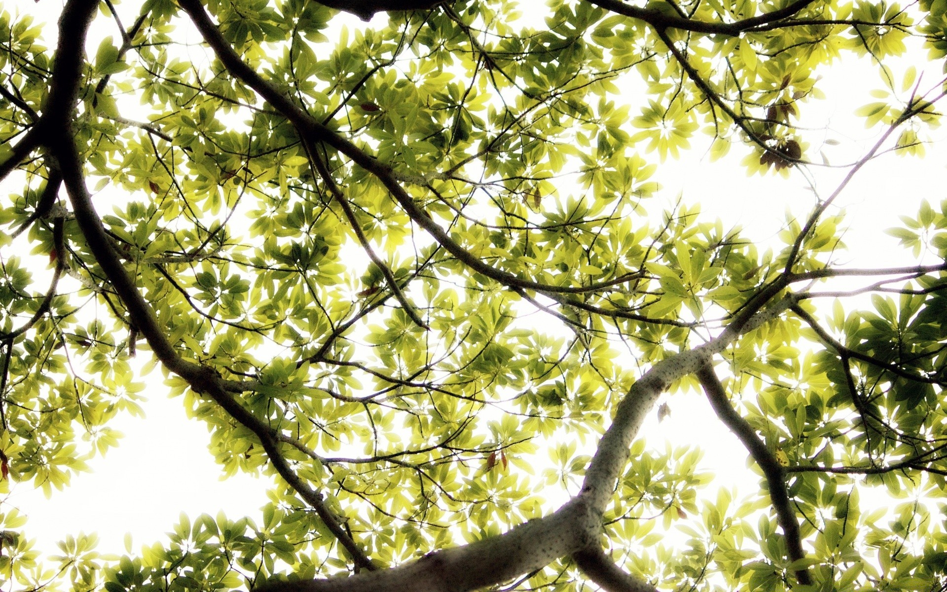 forêt bois arbre nature feuille soleil branche beau temps parc paysage saison lumineux croissance environnement bureau aube flore été ensoleillé scène couleur