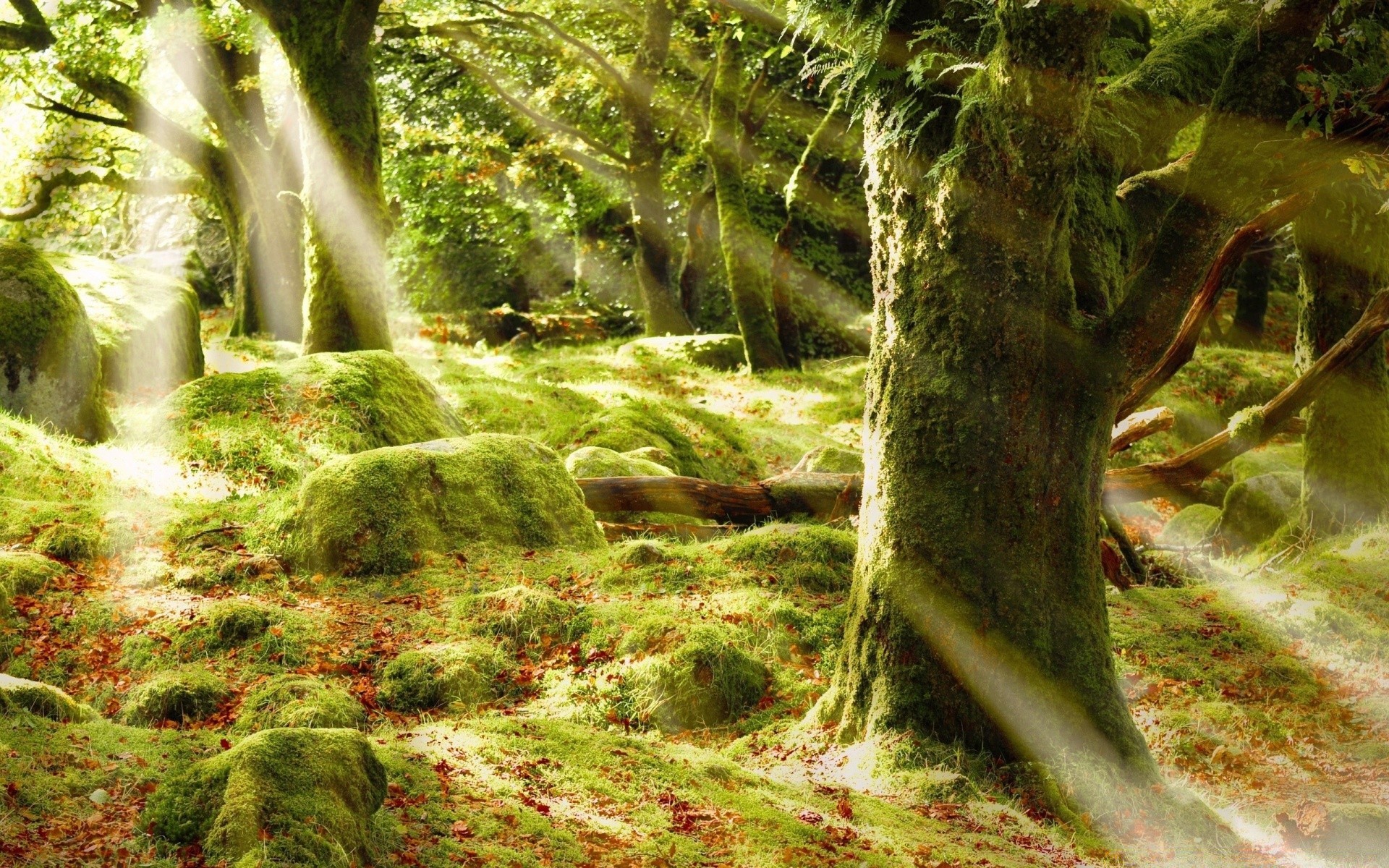 wald natur holz blatt baum wild umwelt tropisch moos landschaft dschungel regenwald sommer fern flora im freien park wasser üppig