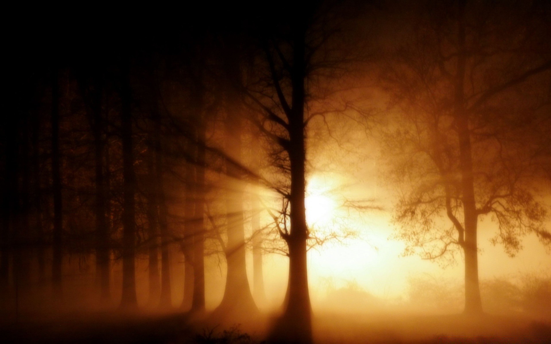 forest fog dawn backlit mist silhouette tree sunset landscape light dark evening sun nature eerie fall dusk wood weather shadow