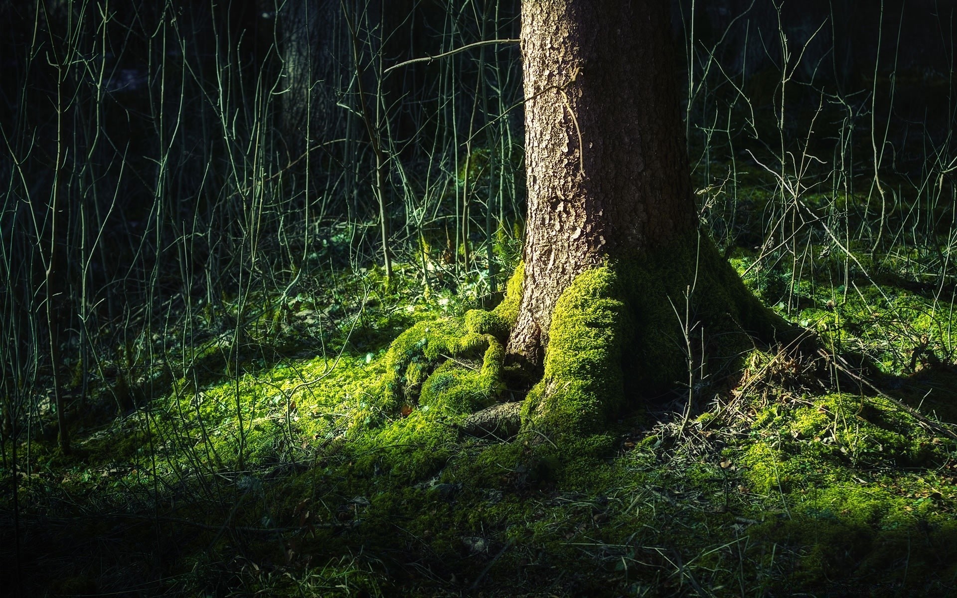 forest wood tree nature landscape environment moss leaf outdoors flora park light dawn rainforest trunk grass wild