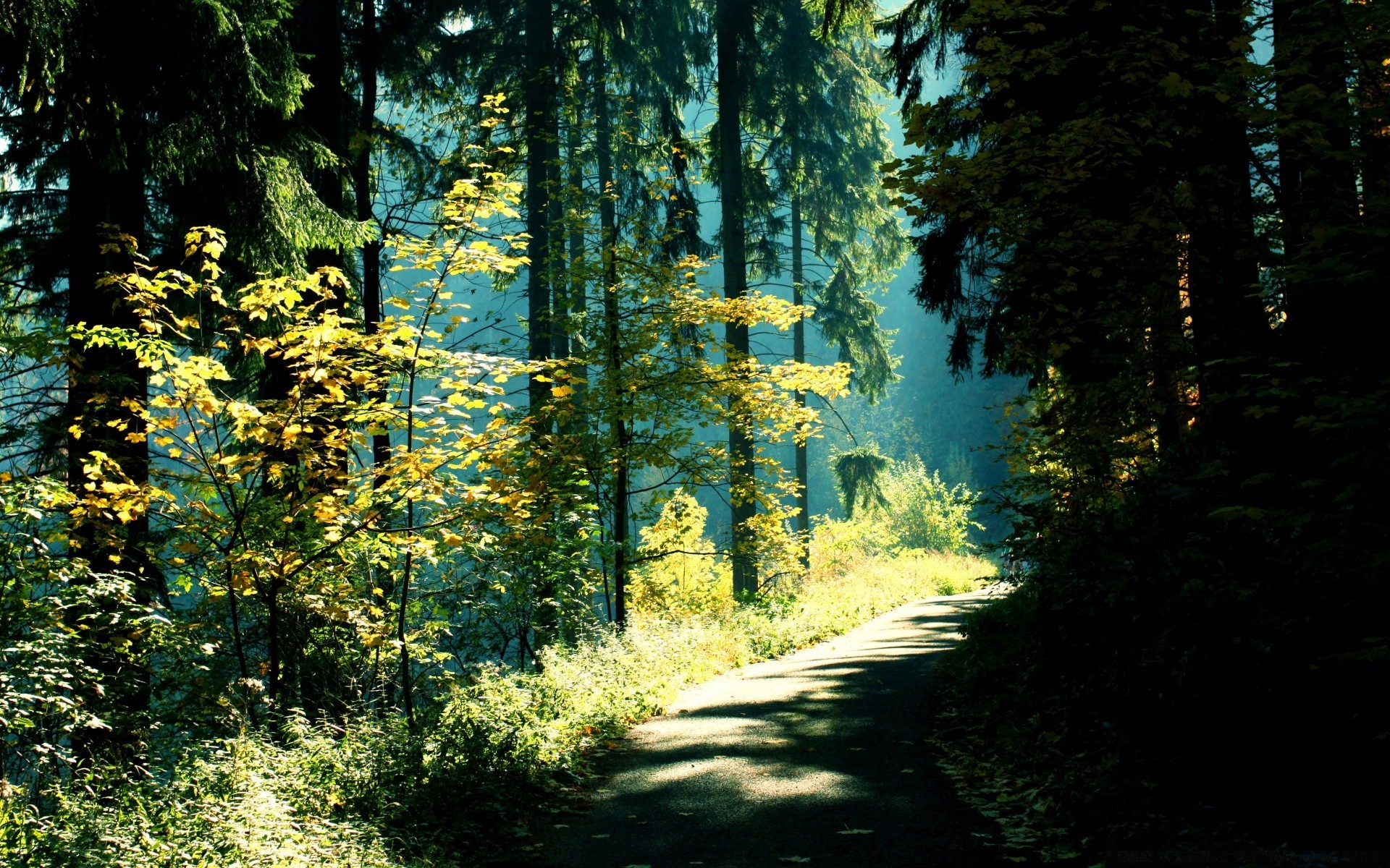 foresta legno albero foglia paesaggio parco natura autunno strada scenic guida all aperto alba bel tempo nebbia ambiente lussureggiante stagione paesaggio nebbia