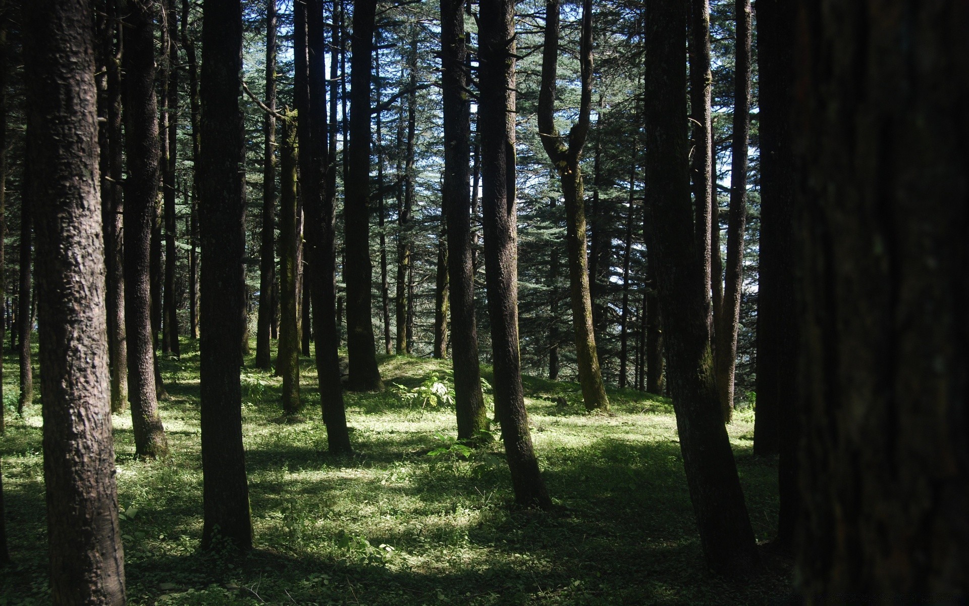 las drzewo drewno krajobraz środowisko natura słońce dobra pogoda park iglaste światło świt mgła mgła cień jesień liść światło dzienne podświetlany oddział