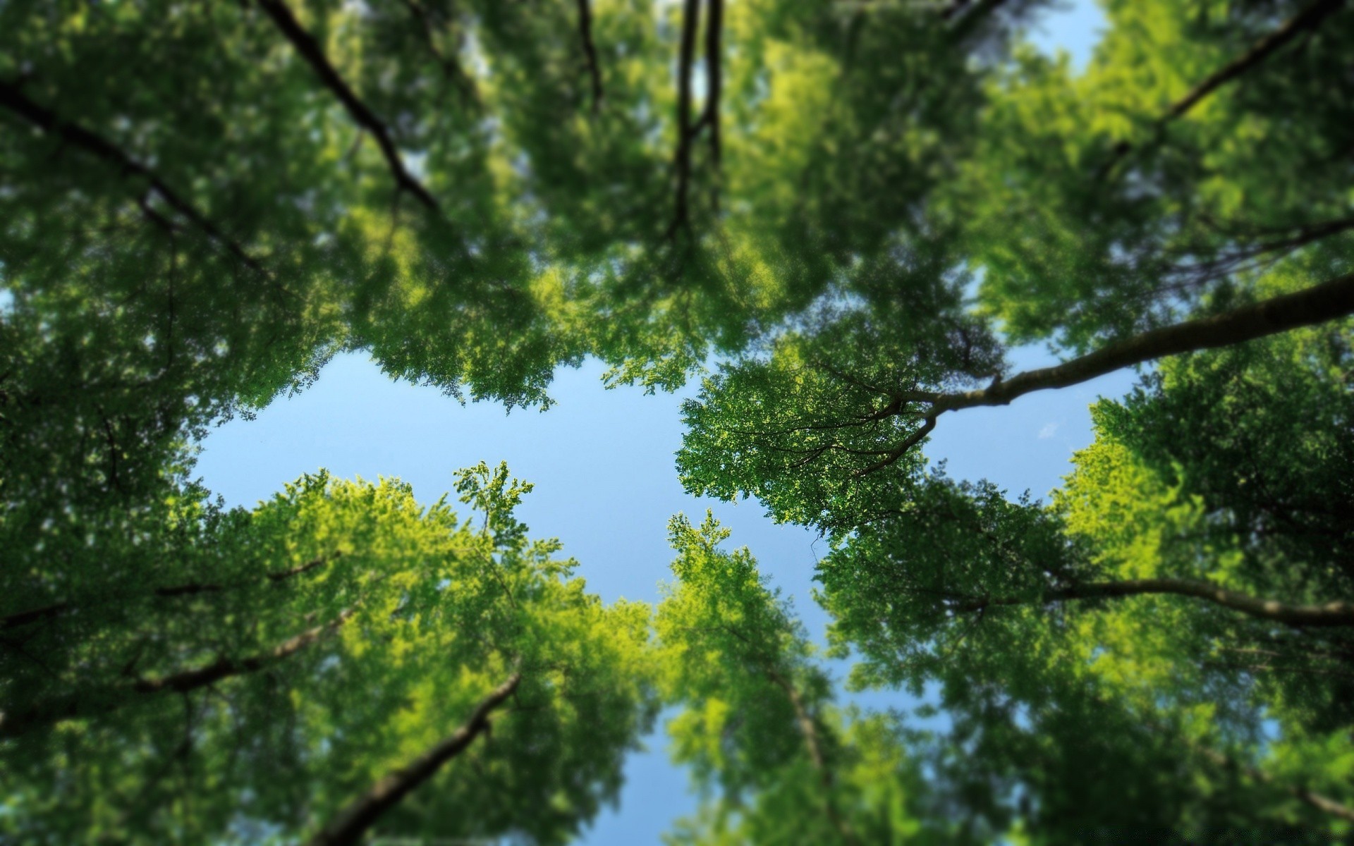 foresta albero foglia legno natura crescita ramo bel tempo flora ambiente sole paesaggio parco stagione estate alba lussureggiante luminoso all aperto tronco scena