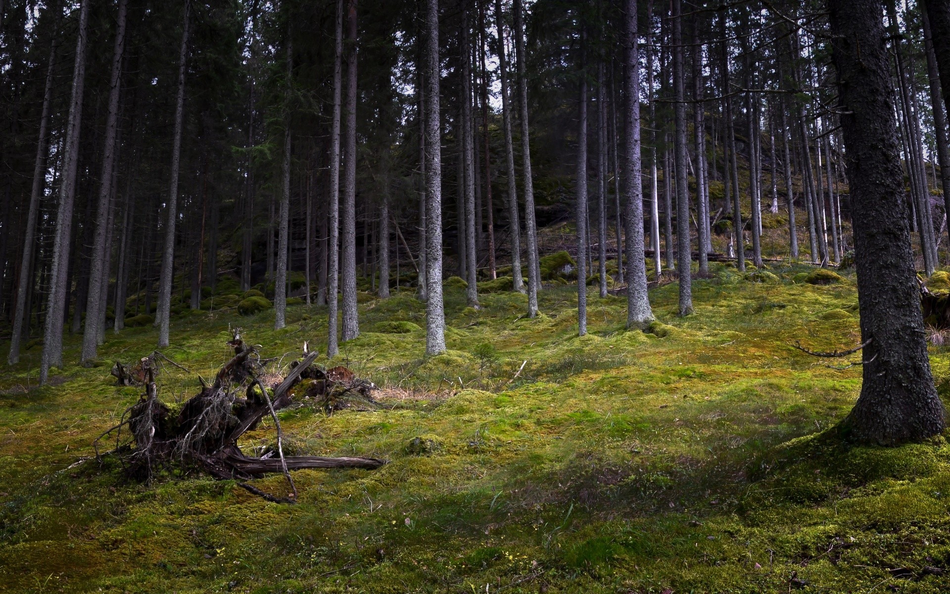 forest tree wood landscape nature environment conifer park outdoors leaf daylight pine dawn trunk light scenic mist fog fall evergreen