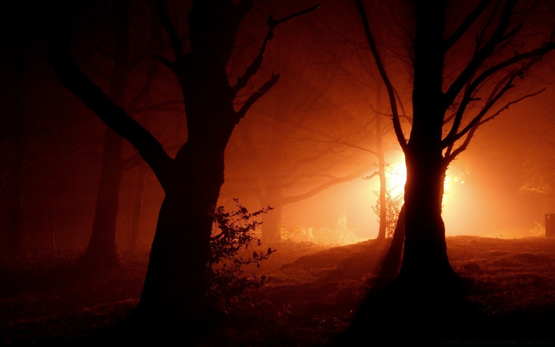 foresta illuminato tramonto silhouette albero sera alba paesaggio crepuscolo sole ombra luce natura