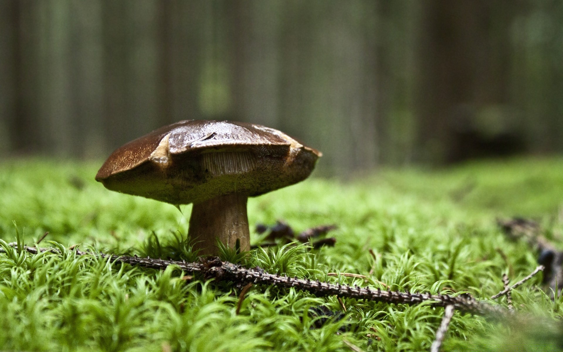 forêt champignon champignon nature bois herbe sauvage mousse à l extérieur automne été feuille borovik flore