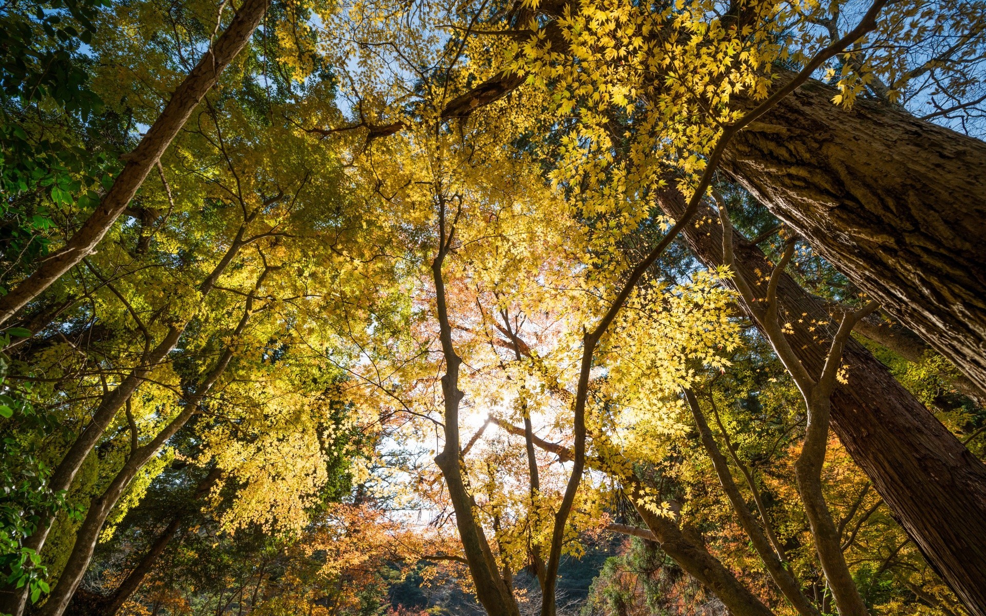 orman ağaç ahşap sonbahar yaprak doğa park sezon manzara şube açık havada flora ortamlar doğal renk güzel hava gövde