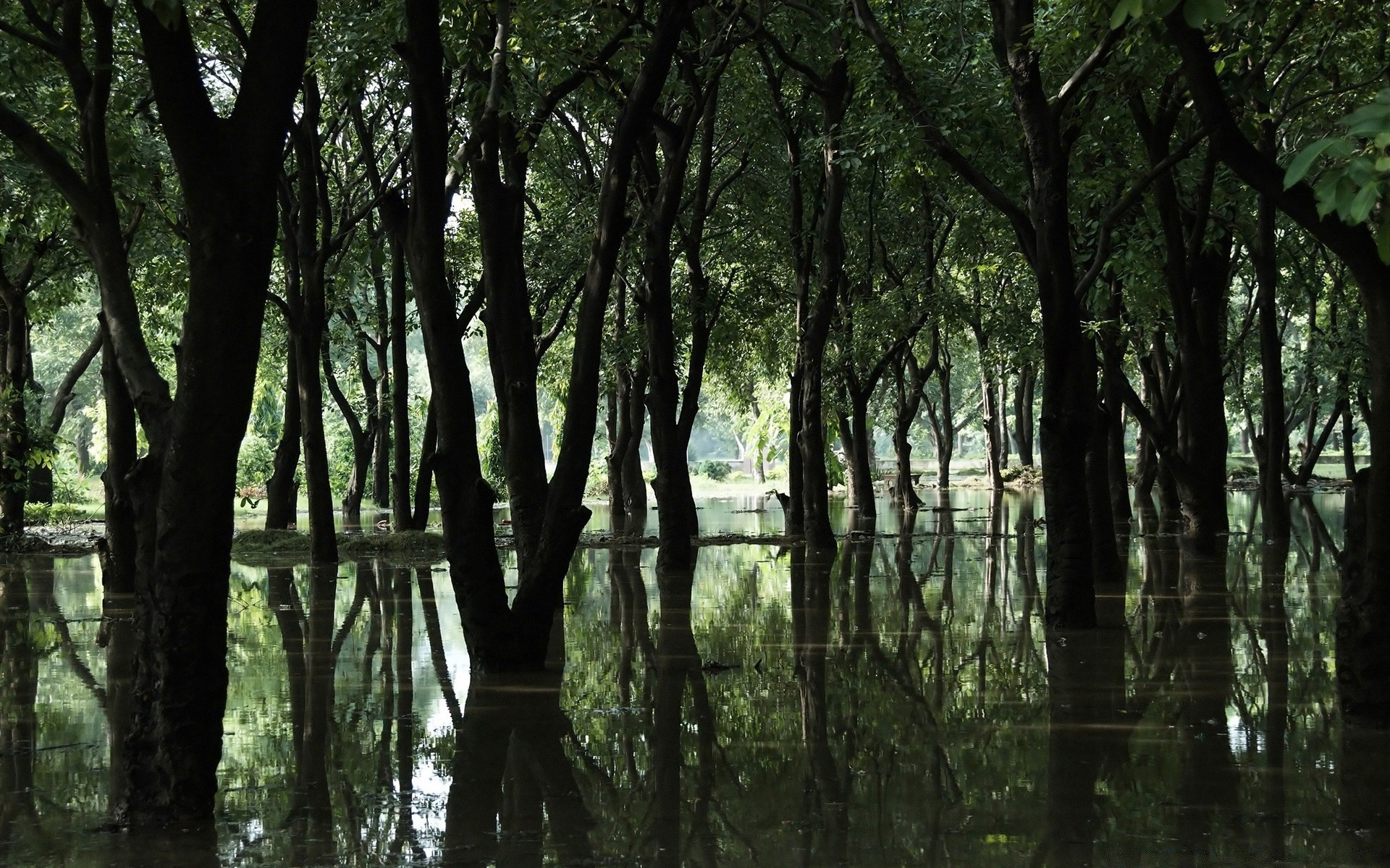 las drewno drzewo natura krajobraz park liść środowisko bujne dobra pogoda mgła światło świt sceniczny oddział słońce