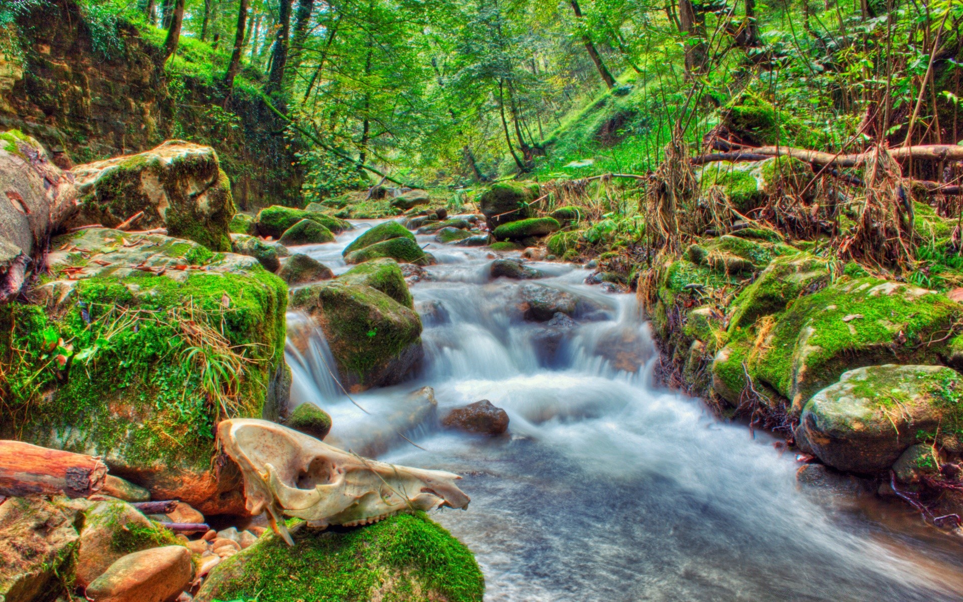 bosque agua cascada naturaleza corriente madera río musgo hoja cascada creek otoño roca corriente salvaje splash paisaje mojado piedra al aire libre