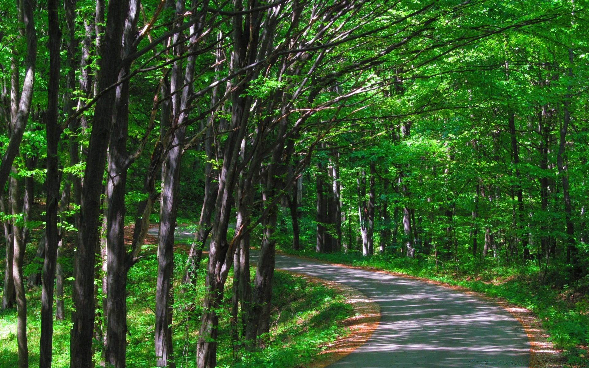 bosque madera naturaleza paisaje hoja árbol guía camino medio ambiente parque temporada flora verano exuberante paisaje buen tiempo al aire libre escénico tronco escena