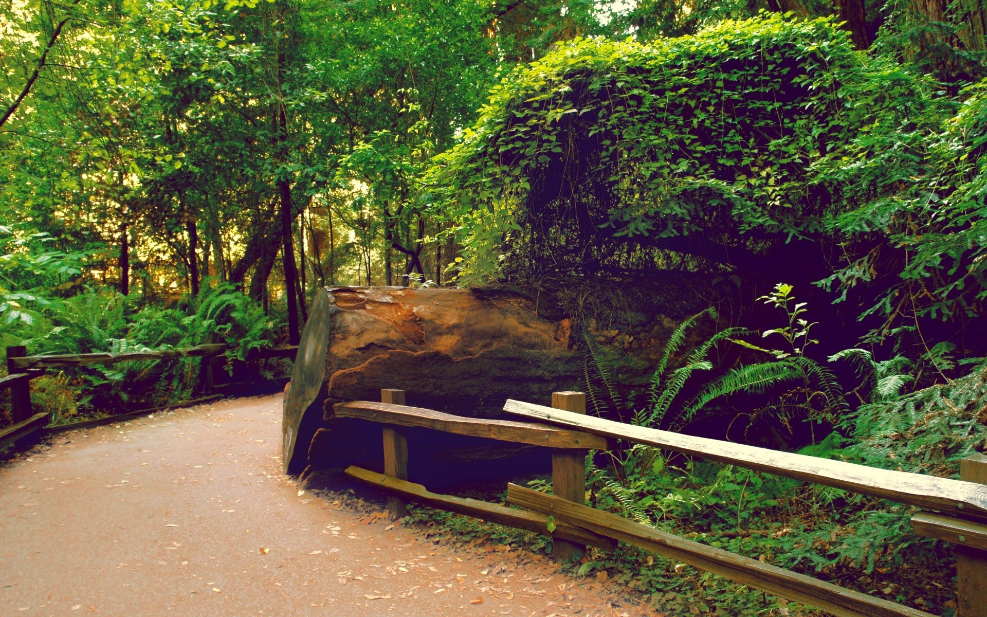 forêt bois arbre nature parc feuille voyage jardin paysage extérieur manuel été lumière scénique banc flore eau environnement