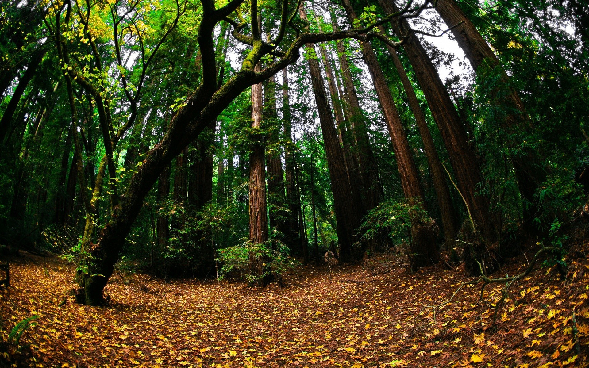 forest wood tree leaf nature park landscape environment fall lush daylight guidance scenic flora outdoors trail light branch hike footpath