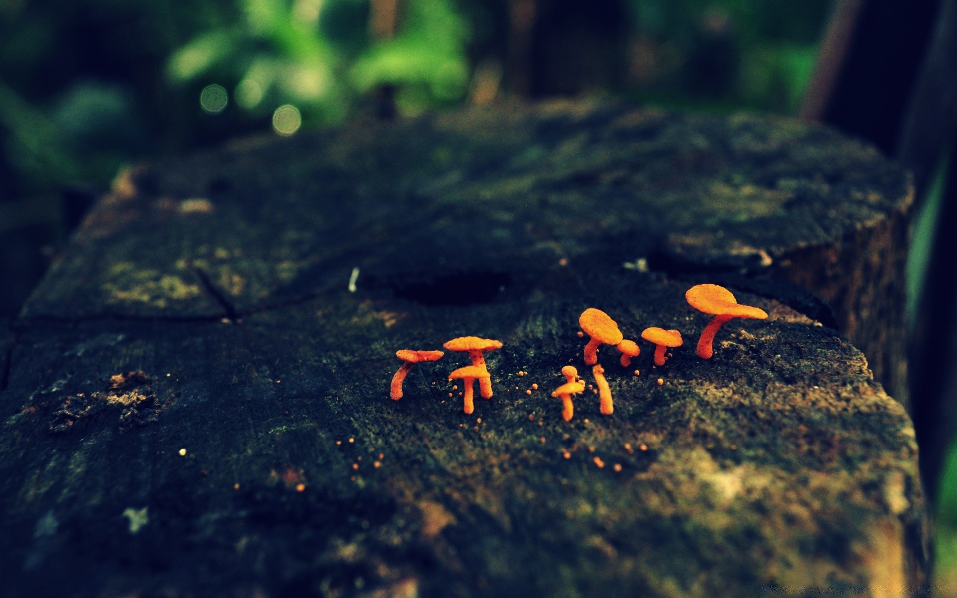 forest blur outdoors daylight moss water wood nature fungus mushroom landscape food one fall rock invertebrate motion tree