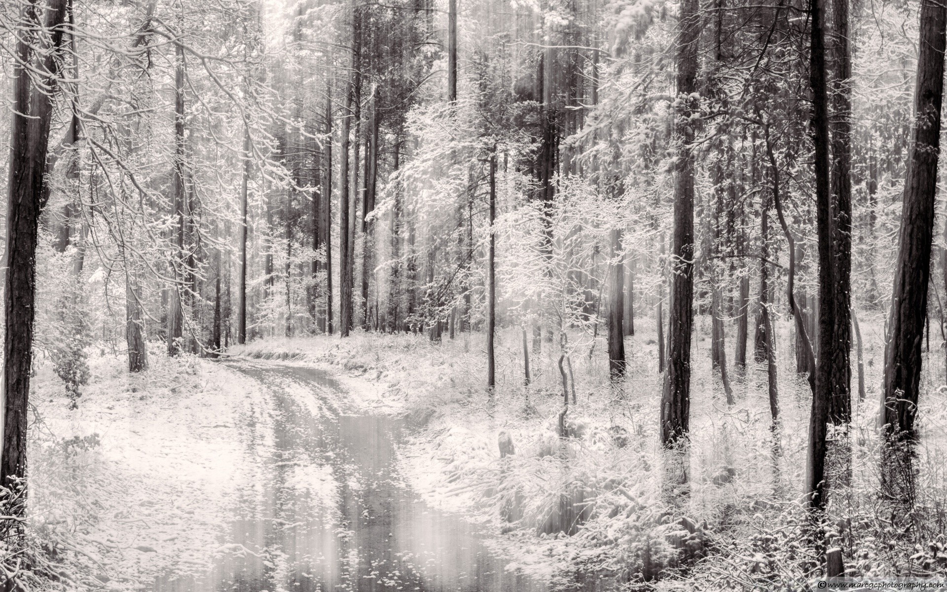 foresta legno legno paesaggio natura