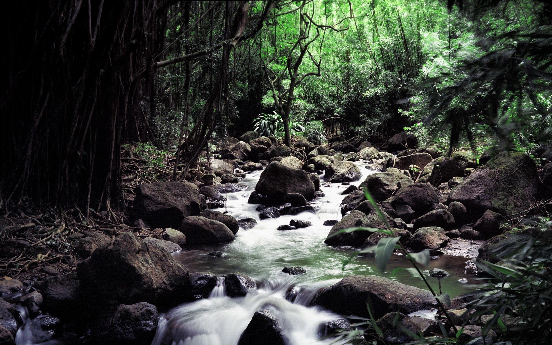 forest water wood river nature stream landscape tree waterfall leaf environment rainforest rock outdoors travel creek mountain lush motion scenic