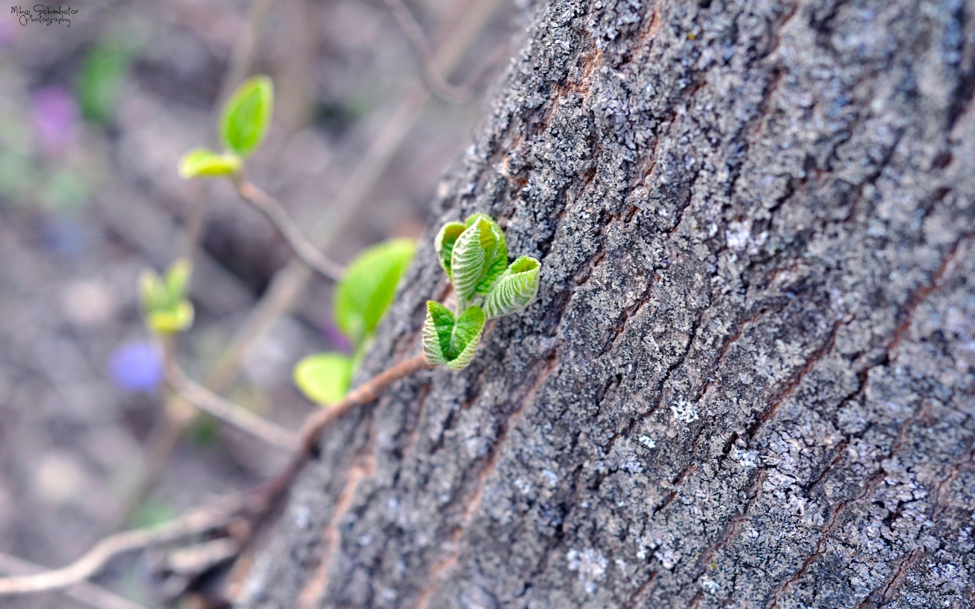 forest nature leaf flora environment growth tree outdoors close-up wood garden little insect ecology summer sprout soil