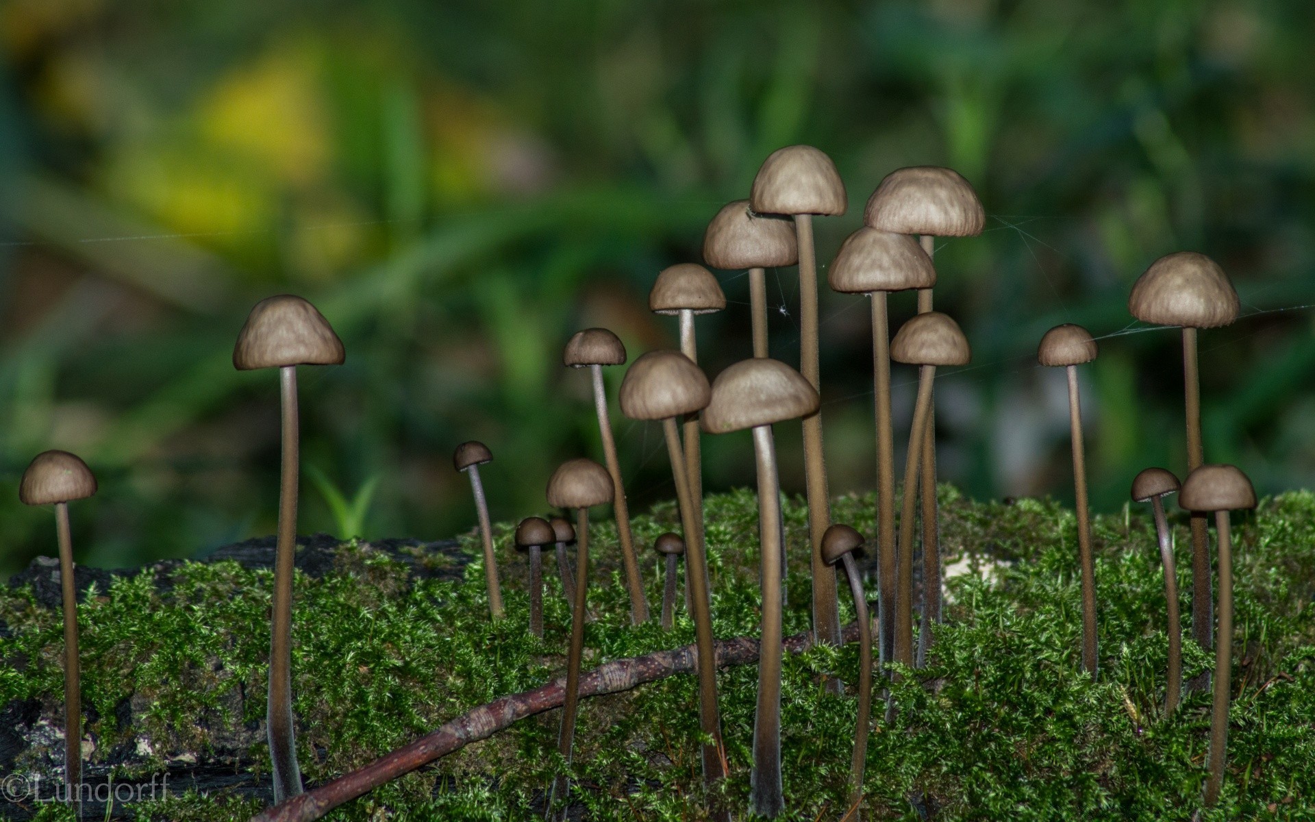 वन मशरूम कवक टॉडस्टूल प्रकृति खाद्य बोलेटस कवर घास शरद ऋतु विकास वनस्पति गर्मी लकड़ी काई बाहर भोजन स्पोरोवो जहर