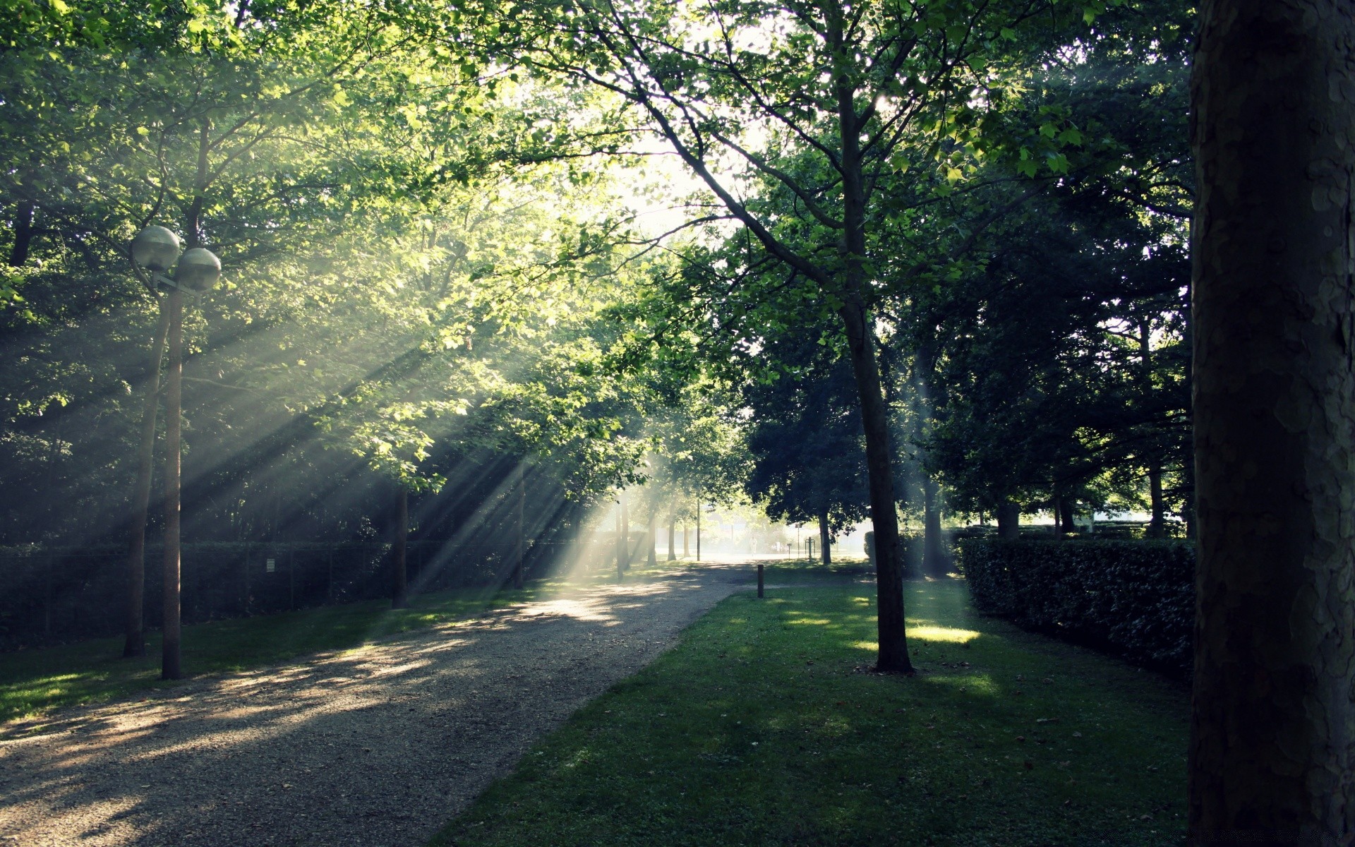 las drzewo krajobraz droga drewno natura mgła park mgła świt przewodnik liść dobra pogoda słońce środowisko światło na zewnątrz bujne malownicze trawa