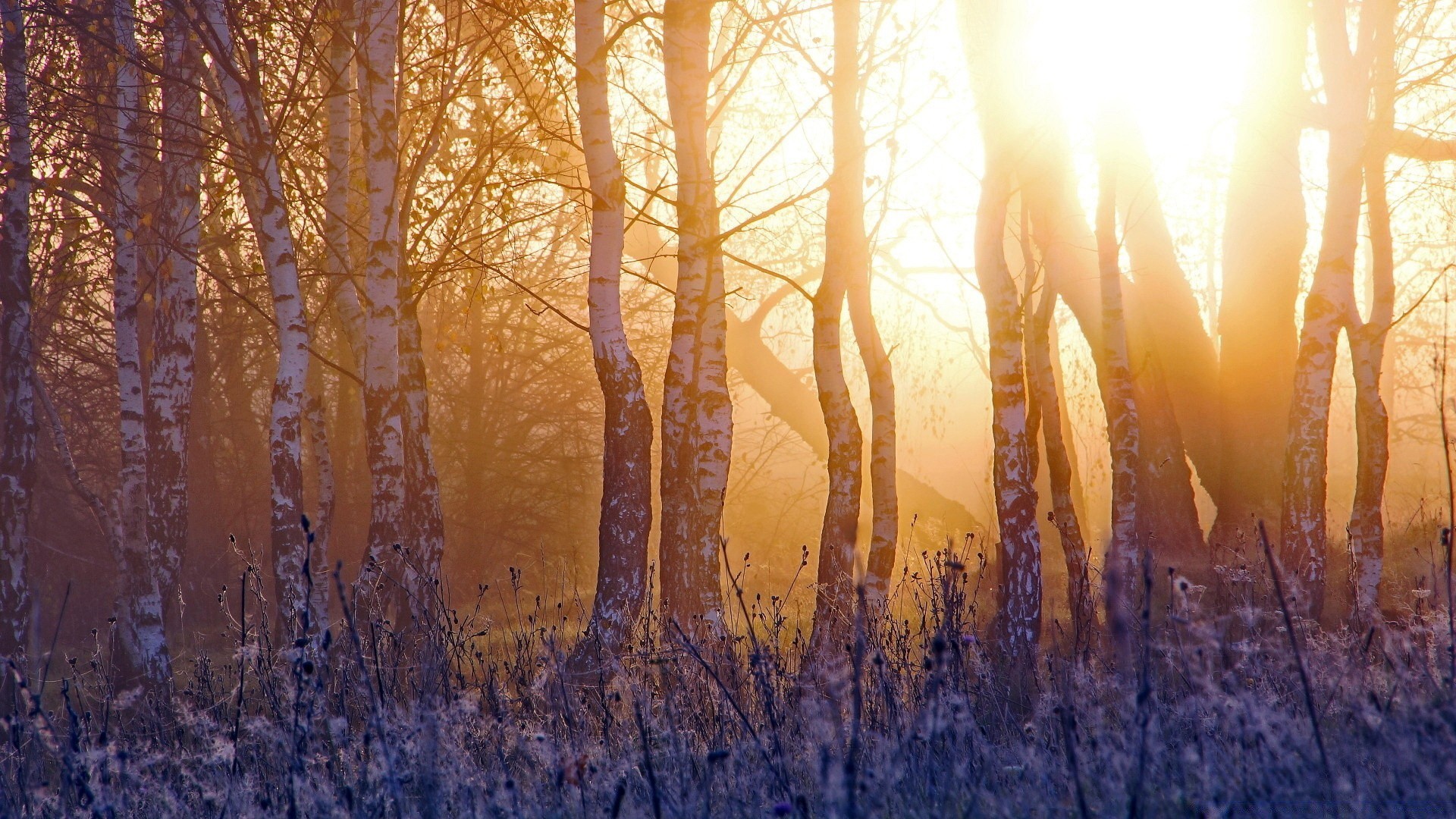 foresta autunno legno natura alba stagione albero paesaggio oro desktop bel tempo sole inverno luminoso foglia rurale all aperto colore tempo neve